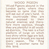 Wood Pigeon.