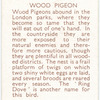 Wood Pigeon.