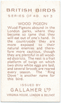 Wood Pigeon.