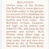 Bullfinch.