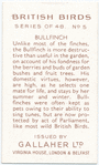 Bullfinch.