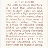 Little Grebe.