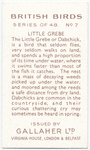 Little Grebe.