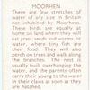 Moorhen.