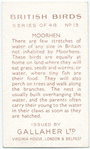 Moorhen.