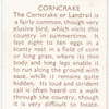 Corncrake.