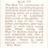 Blue Tit.