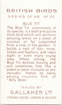 Blue Tit.