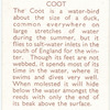 Coot.