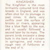 Kingfisher.