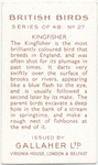 Kingfisher.