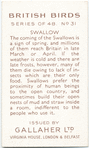 Swallow.
