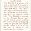 Blackbird.