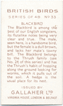 Blackbird.