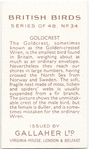 Goldcrest.