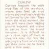 Curlew.