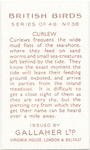 Curlew.