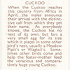 Cuckoo.