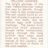 Yellow Hammer.