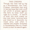 Tree Creeper.