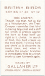 Tree Creeper.