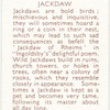 Jackdaw.