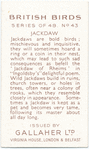 Jackdaw.