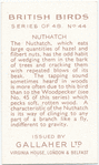Nuthatch.