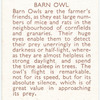Barn Owl.