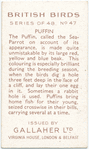 Puffin.