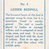 Lesser redpole.