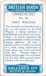 Grey wagtail.