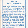 Tree creeper.