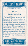 Sand martin.