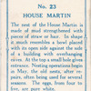House martin.