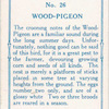 Wood pigeon.