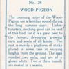 Wood pigeon.