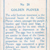 Golden plover.