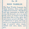 Reed warbler.
