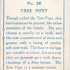 Tree pipit.