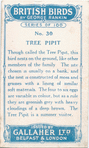 Tree pipit.