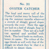 Oyster catcher.