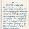 Oyster catcher.