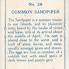 Common sandpiper.