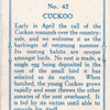 Cuckoo.