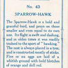 Sparrow-hawk.