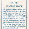 Sparrow-hawk.