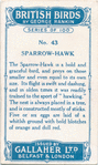 Sparrow-hawk.