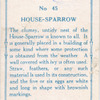 House-sparrow.