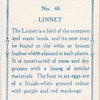 Linnet.